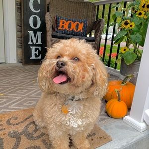 Meet your Posher, Leighton